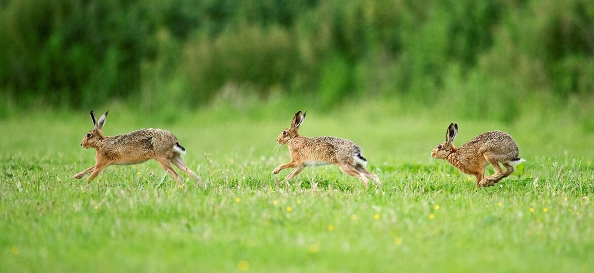 Northumberland Wildlife Trust